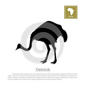 Detailed black ostrich silhouette on a white background. African animals