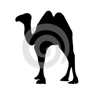 Detailed black silhouette of a camel on a white background. African animals. Caravan