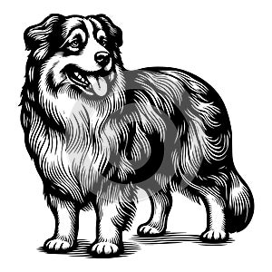 Detailed black and white illustration of a Sheep dog. Vector, generative ai. photo