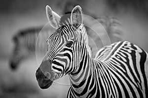 A detailed black and white portrait photograph of a single Zebra looking at the camera