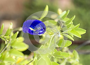 detailed blue flower background