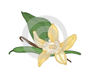 Detailed botanical drawing of blooming vanilla flower, leaves and pods isolated on white background. Aromatic spice or