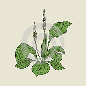 Detailed botanical drawing of plantain with yellow flowers and green leaves. Flowering herbaceous plant hand drawn in photo