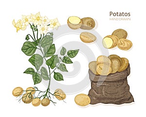 Detailed botanical drawings of potato plant with flowers, tubers and vegetables in bag. Edible tuberous crop isolated on