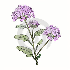 Detailed Botanical Illustration Of Pink And Purple Flower On White Background