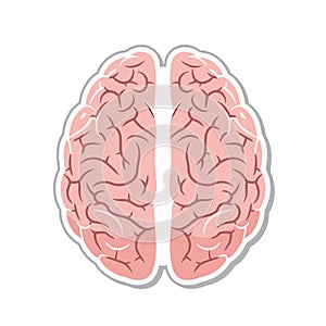 Vector art of brain illustration, representing intelligence, thought, memory, and the complexities of the human mind and cognitive