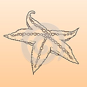 Detailed brown outlines of starfish isolated on beige background. Sea star.