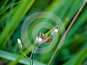 Detailed brown Rice Skippers in the wild on green background natural blur