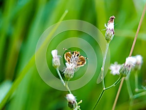 Detailed brown Rice Skippers in the wild on green background natural blur