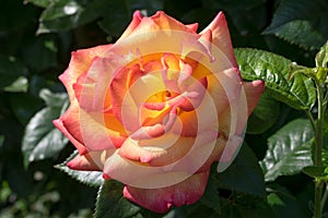 Detailed capture of a multi colored rose in an urban garden