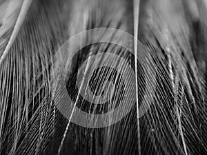 detailed chicken feather photo with black and white