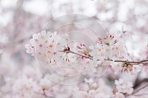 Detailed clear view of a Cherry Blossom group of flowers