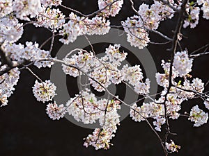 Detailed clear view of a Cherry Blossom group of flowers