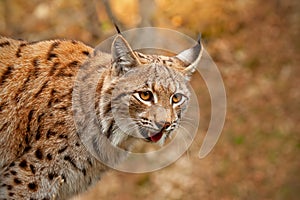 Detailed close-up of adult Eurasian lynx in autumn forest