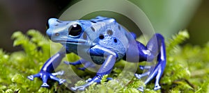 Detailed close up of azureus dart frog dendrobates tinctorius perched on lush green moss