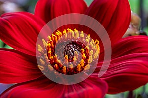 Detailed close up of a beautiful red Dahlia flower