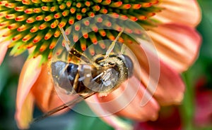 Pink Echinacea with Bees