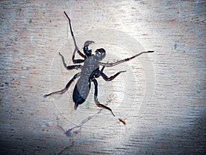 Close-Up of a Black Whip Scorpion (Thelyphonida) on a Wooden Background Capturing its Details photo