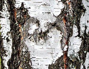 Detailed Close up of Black and White Bark Texture of a Birch Tree Trunk