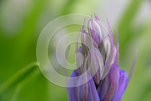 A detailed close up of a blue coloured bluebell just before it opens into it`s signature shape photo