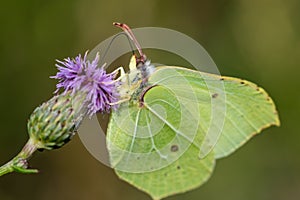 Detailed close up of a Brimstone butterfly on a pink thistle