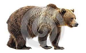 A detailed close-up of a brown bear, showcasing its thick fur and powerful build, isolated on a white background.