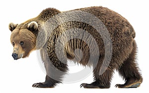 A detailed close-up of a brown bear, showcasing its thick fur and powerful build, isolated on a white background.