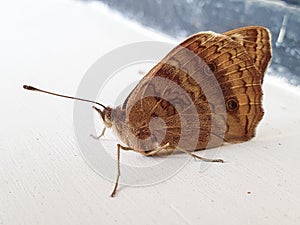 Detailed close-up of a brown butterfly resting