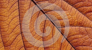 Detailed Close-Up of a Brown and Orange Autumn Leaf Texture