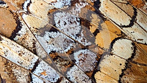 Detailed Close Up of Butterfly Wing Texture with Brown and White Spots