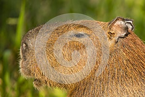 Detailed Close-up of Capybara Head in Profile