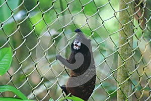 Detailed close up of cebuella pygmaea, pygme monkey or finger monkey in captive at a fence