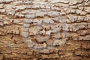 Detailed close up of a decayed old mango tree trunk. Decay is caused by Termites.