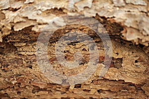 Detailed close up of a decayed old mango tree trunk. Decay is caused by Termites.