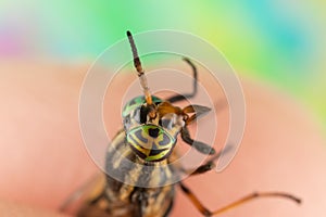 Detailed Close Up of a Deerfly Horsefly Held between Fingers with Cool Eyes