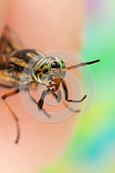 Detailed Close Up of a Deerfly Horsefly Held between Fingers with Cool Eyes