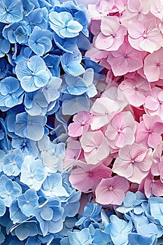 Detailed close up of exquisite blue and pink flowers beautifully captured in sharp focus