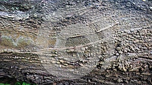 Close-up Texture Of Rough Bumpy Tree Bark With Natural Lines