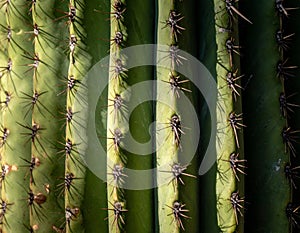 Detailed Close Up of Green Cactus with Black Spines in Natural Sunlight Pattern and Texture