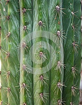 Detailed Close Up of Green Cactus Stem with Sharp Spines and Natural Pattern