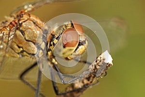 Detailed Close up of the head a Ruddy Darter, Sympetrum sanguineum photo