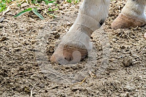 Detailed close-up at horse hoof