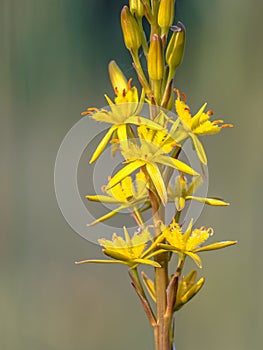 Detailed close up image of Bog Asphodel flower