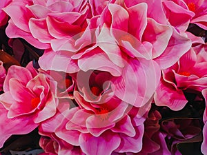 Detailed close up image of a pink rose in full bloom.