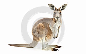 A detailed close-up of a kangaroo, showcasing its intricate fur and muscular build, isolated on a white background.