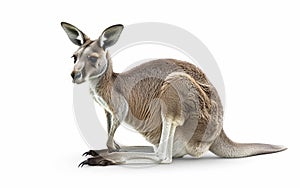 A detailed close-up of a kangaroo, showcasing its intricate fur and muscular build, isolated on a white background.
