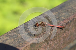 Detailed close up macro shot of a male nomad or red veined darter dragonfly Sympetrum fonscolombii sitÃÂµing with open wings on an