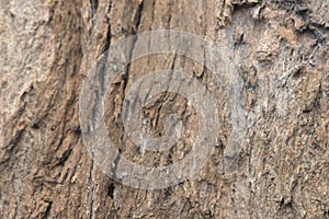 Natural Tree Bark Texture Background