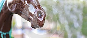 Detailed Close Up Of Painted Horse Muzzle