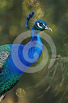 Detailed close up peacock on blurred background